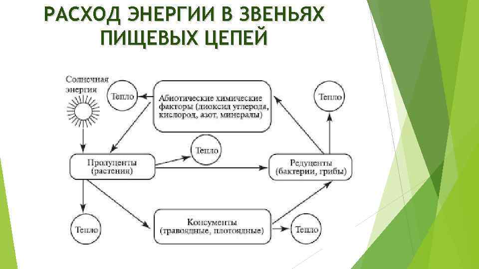 РАСХОД ЭНЕРГИИ В ЗВЕНЬЯХ ПИЩЕВЫХ ЦЕПЕЙ 