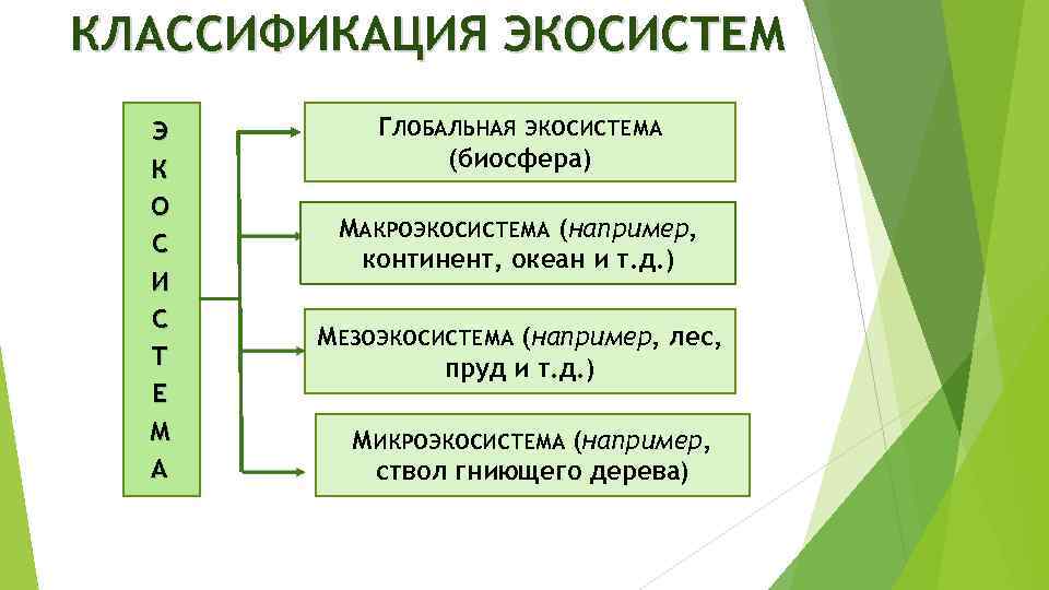 КЛАССИФИКАЦИЯ ЭКОСИСТЕМ Э К О С И С Т Е М А ГЛОБАЛЬНАЯ ЭКОСИСТЕМА