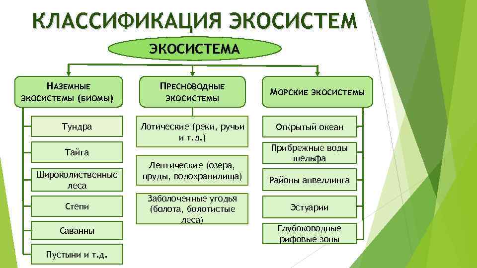 КЛАССИФИКАЦИЯ ЭКОСИСТЕМА НАЗЕМНЫЕ ЭКОСИСТЕМЫ (БИОМЫ) Тундра ПРЕСНОВОДНЫЕ ЭКОСИСТЕМЫ Лотические (реки, ручьи и т. д.