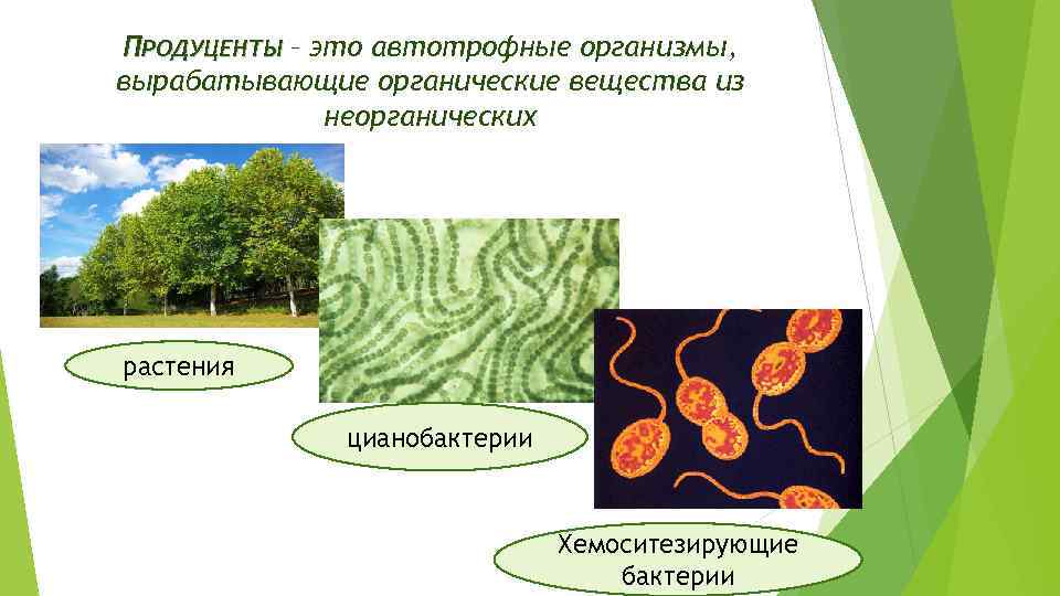 ПРОДУЦЕНТЫ – это автотрофные организмы, вырабатывающие органические вещества из неорганических растения цианобактерии Хемоситезирующие бактерии