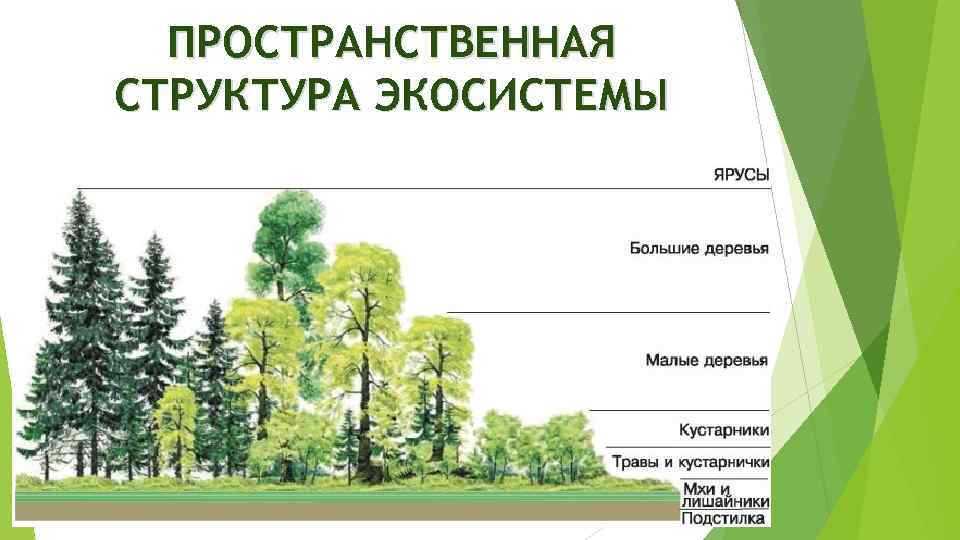 ПРОСТРАНСТВЕННАЯ СТРУКТУРА ЭКОСИСТЕМЫ 