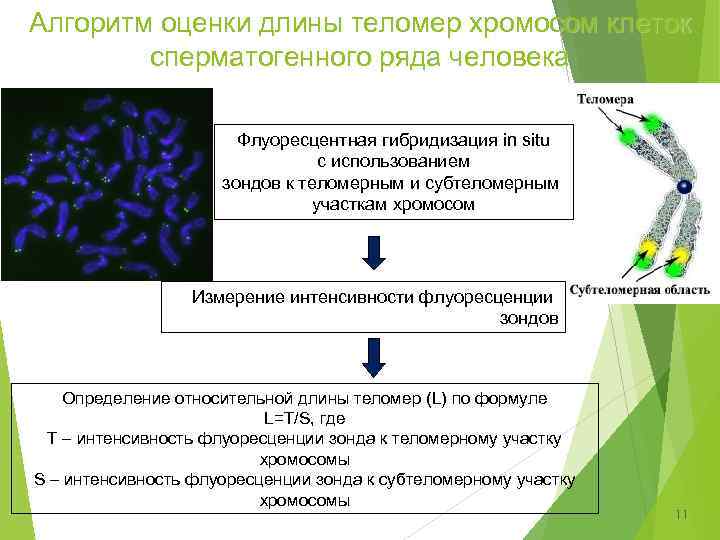 Алгоритм оценки длины теломер хромосом клеток сперматогенного ряда человека Флуоресцентная гибридизация in situ с