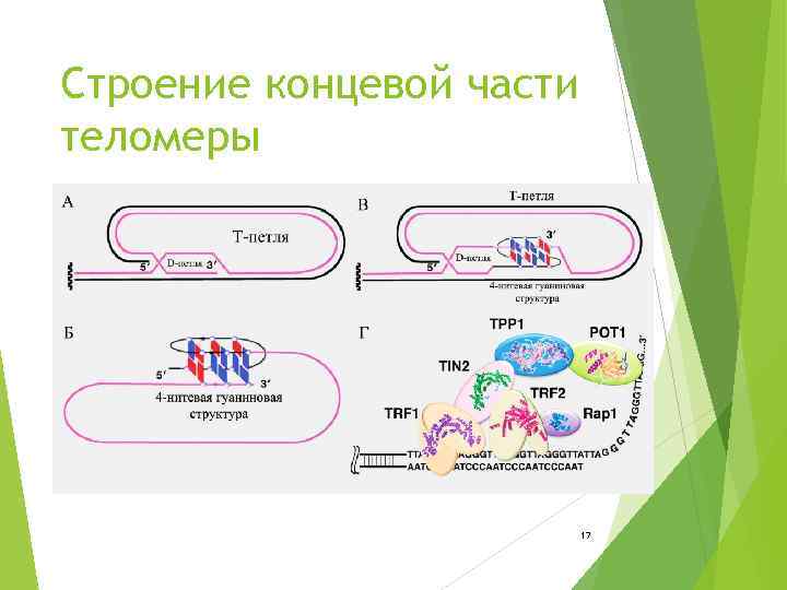 Строение концевой части теломеры 17 