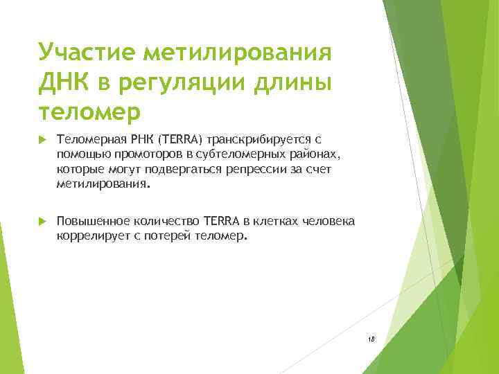 Участие метилирования ДНК в регуляции длины теломер Теломерная РНК (TERRA) транскрибируется с помощью промоторов