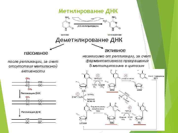 Метилирование ДНК Деметилирование ДНК пассивное после репликации, за счет отсутствия метилазной активности 19 активное