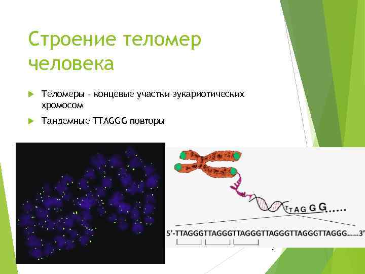 Строение теломер человека Теломеры – концевые участки эукариотических хромосом Тандемные TTAGGG повторы 2 