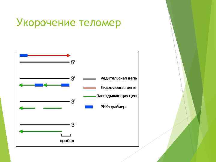 Укорочение теломер 