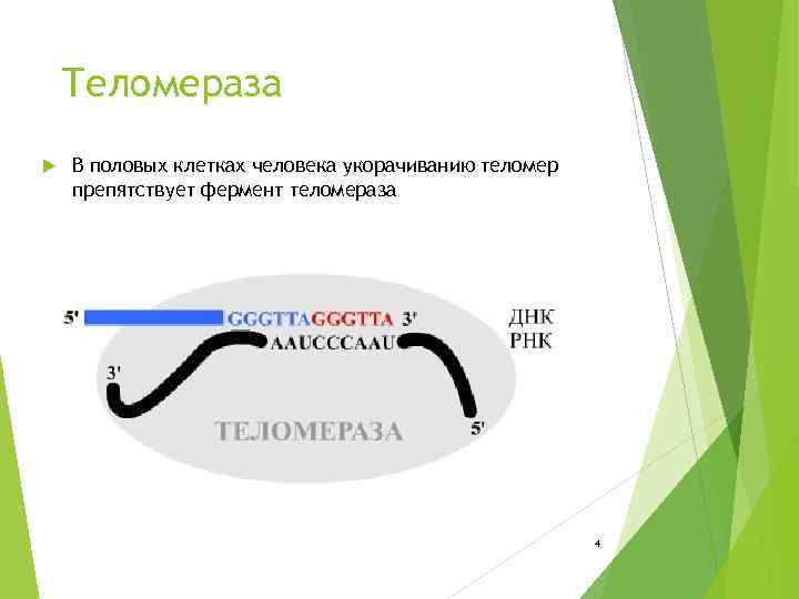 Теломераза В половых клетках человека укорачиванию теломер препятствует фермент теломераза 4 