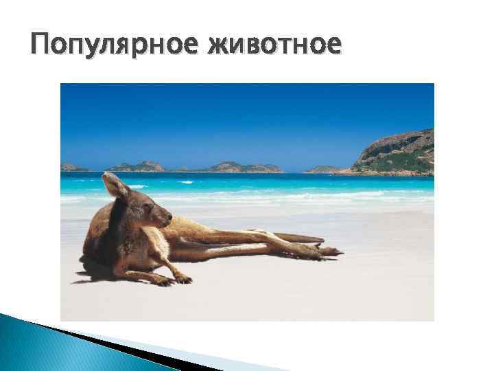 Популярное животное 