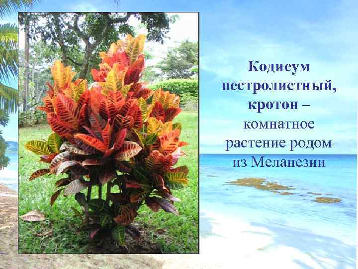 Кодиеум пестролистный, кротон – комнатное растение родом из Меланезии 