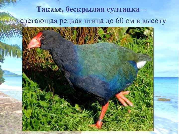 Такахе, бескрылая султанка – нелетающая редкая птица до 60 см в высоту 