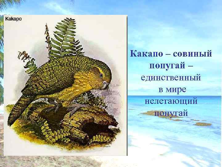 Какапо – совиный попугай – единственный в мире нелетающий попугай 