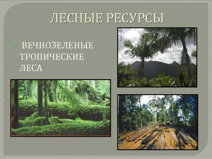 ЛЕСНЫЕ РЕСУРСЫ ВЕЧНОЗЕЛЕНЫЕ ТРОПИЧЕСКИЕ ЛЕСА 