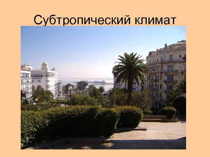 Субтропический климат 