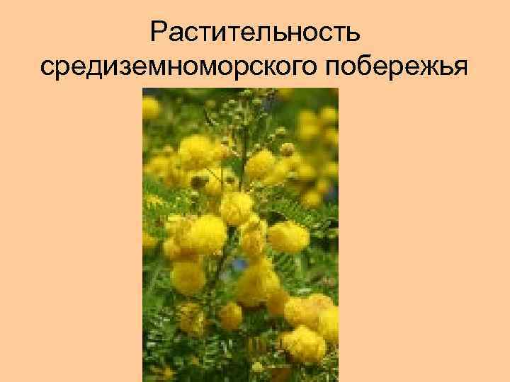 Растительность средиземноморского побережья 