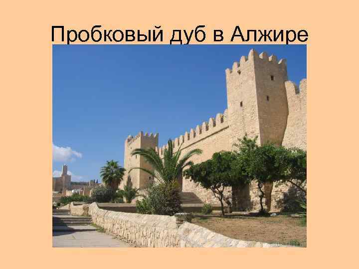 Пробковый дуб в Алжире 