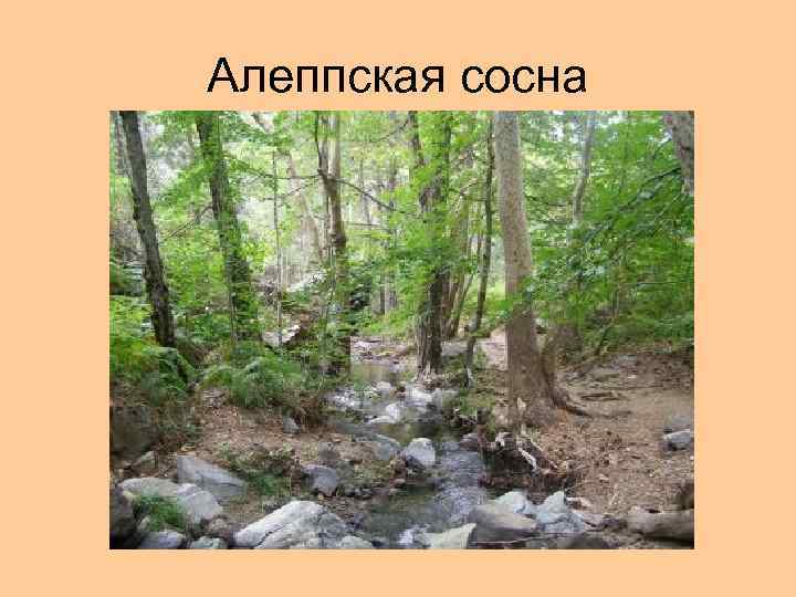 Алеппская сосна 