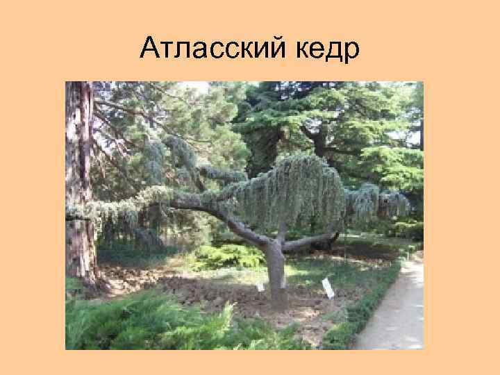 Атласский кедр 