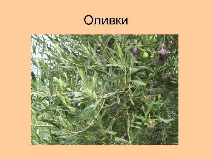 Оливки 