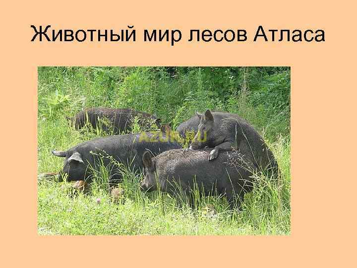 Животный мир лесов Атласа 