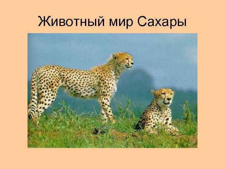 Животный мир Сахары 