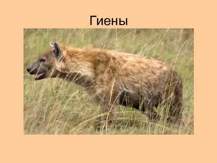 Гиены 