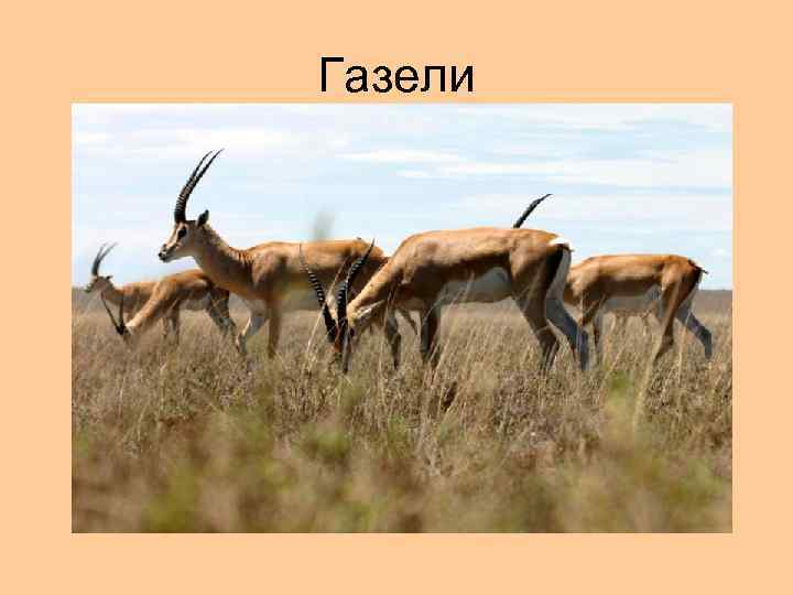 Газели 