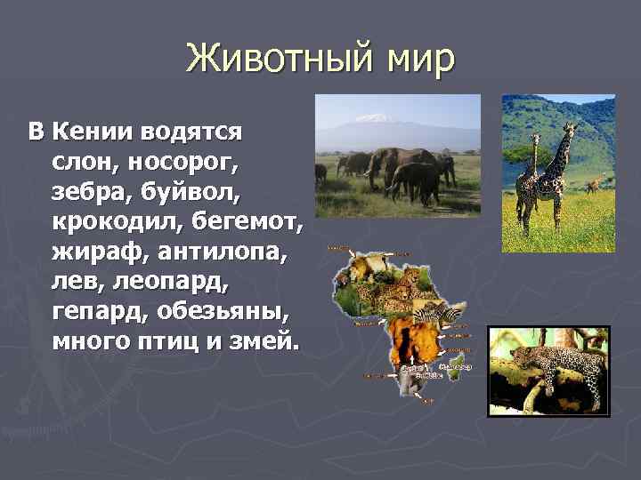 Животный мир В Кении водятся слон, носорог, зебра, буйвол, крокодил, бегемот, жираф, антилопа, лев,