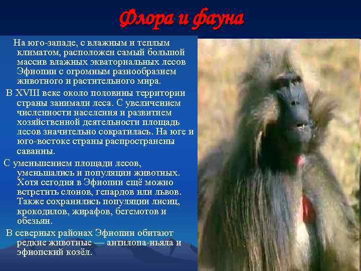 Флора и фауна На юго-западе, с влажным и теплым климатом, расположен самый большой массив