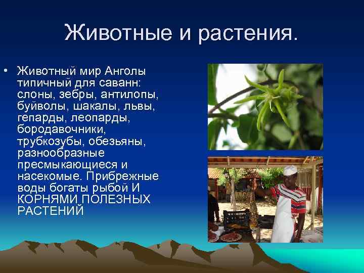 Животные и растения. • Животный мир Анголы типичный для саванн: слоны, зебры, антилопы, буйволы,