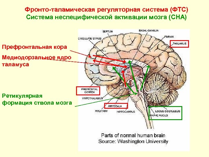 Фронто-таламическая регуляторная система (ФТС) Система неспецифической активации мозга (СНА) Префронтальная кора Медиодорзальное ядро таламуса