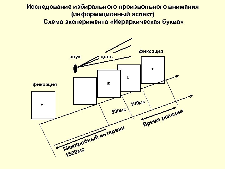 Схема внимания грациано