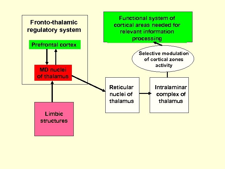 Fronto-thalamic regulatory system Functional system of cortical areas needed for relevant information processing Prefrontal