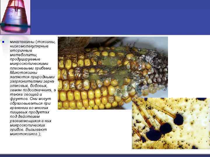 n микотоксины (токсины, низкомолекулярные вторичные метаболиты, продуцируемые микроскопическими плесневыми грибами. Микотоксины являются природными загрязнителями