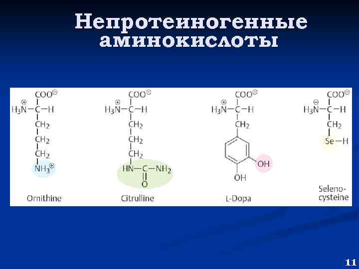 Сколько аминокислот участвует в синтезе белков. Орнитин непротеиногенная аминокислота. Функции непротеиногенных аминокислот. Непротеиногенные аминокислоты примеры. Роль непротеиногенные аминокислоты.