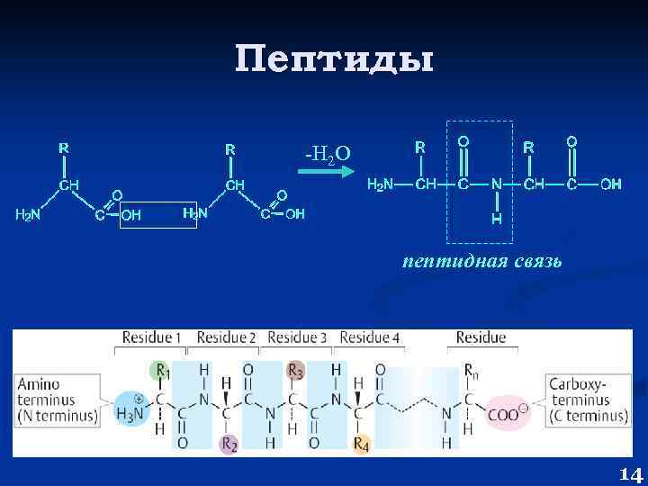 Пептиды -Н 2 О пептидная связь 14 