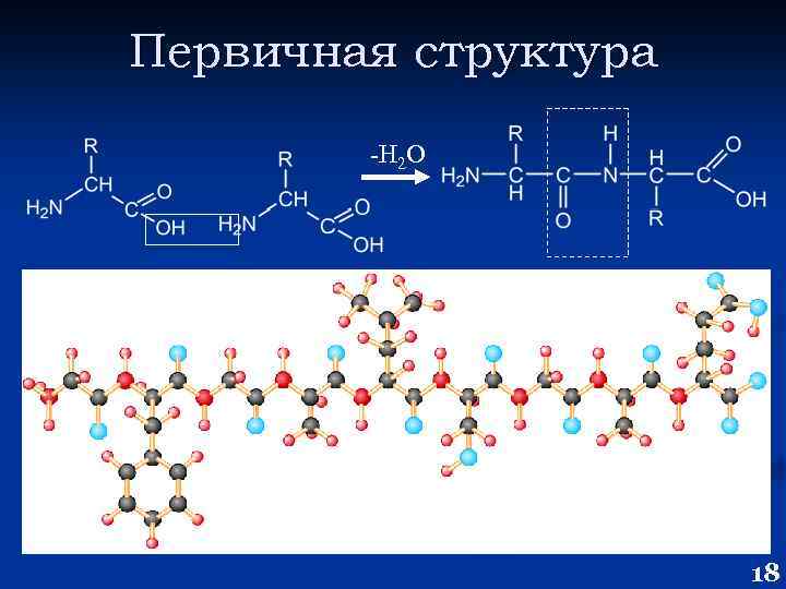 Первичная структура -Н 2 О пептидная связь 18 