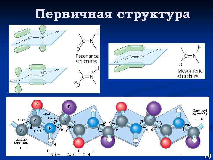 Первичная структура 19 