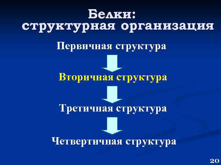 Белки: структурная организация Первичная структура Вторичная структура Третичная структура Четвертичная структура 20 