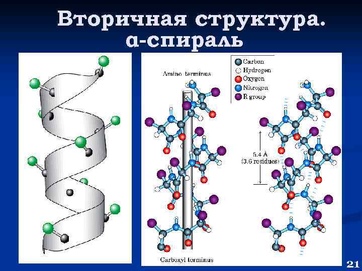 Вторичная структура. α-спираль 21 