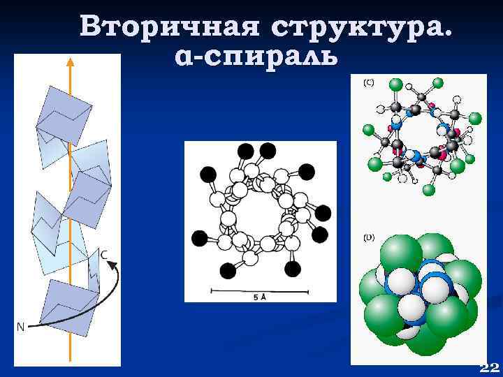 Вторичная структура. α-спираль 22 