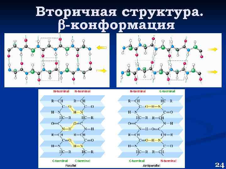 Вторичная структура. -конформация 24 