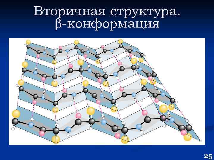 Вторичная структура. -конформация 25 