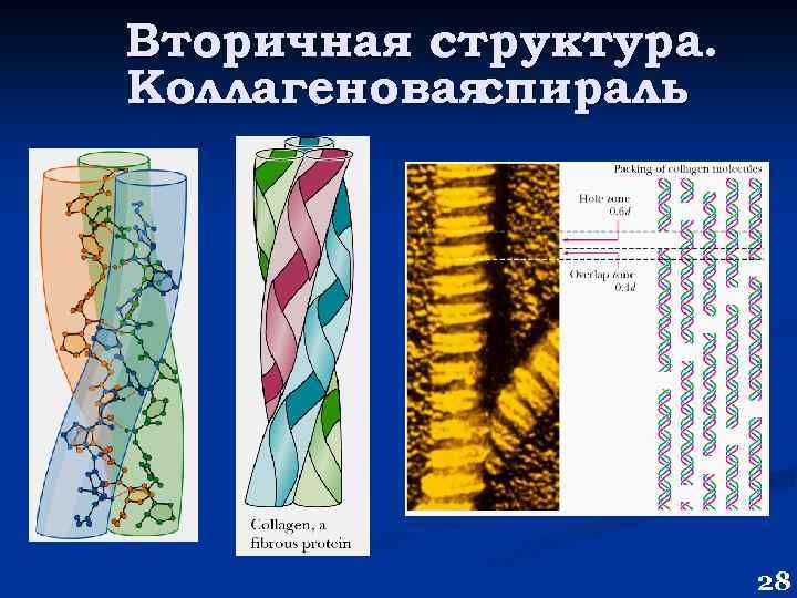 Вторичная структура. Коллагеновая спираль 28 