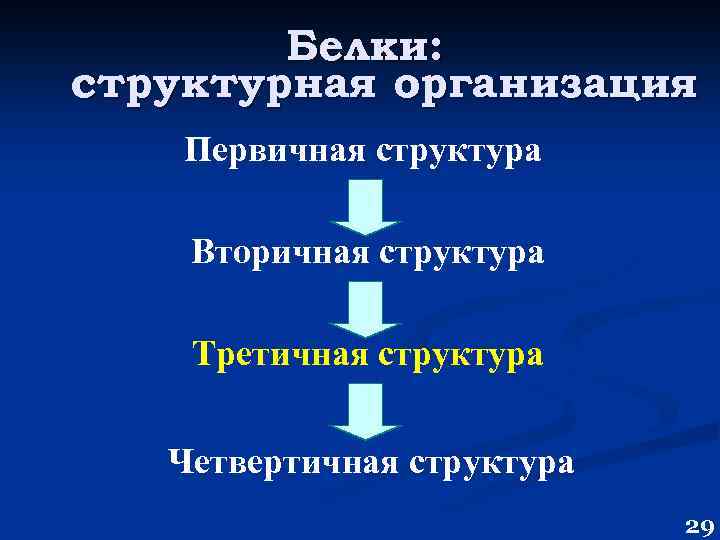 Белки: структурная организация Первичная структура Вторичная структура Третичная структура Четвертичная структура 29 