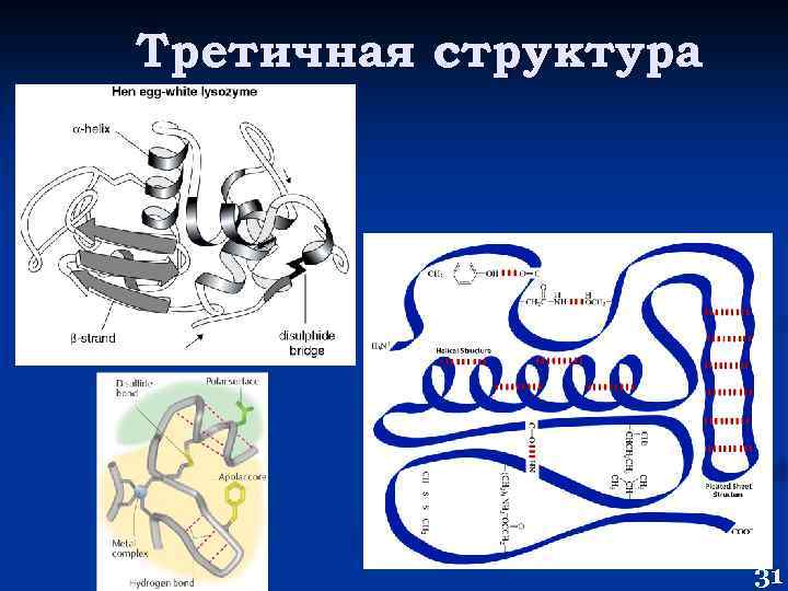 Третичная структура 31 