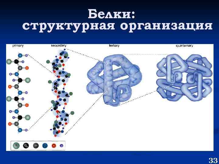 Белки: структурная организация 33 