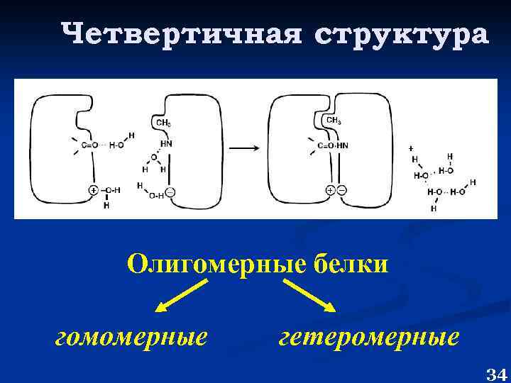 Четвертичная структура Олигомерные белки гомомерные гетеромерные 34 