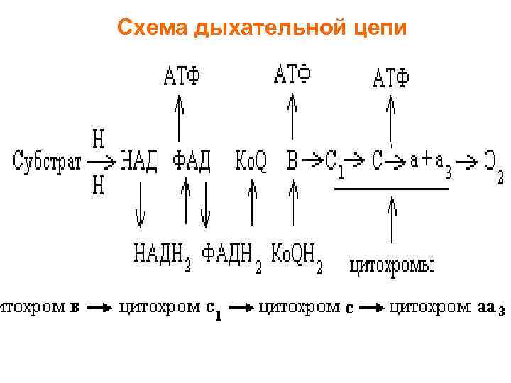 Схема дыхательной цепи 