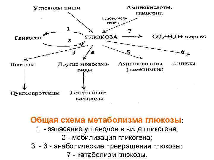 Общая схема энергетического обмена глюкозы